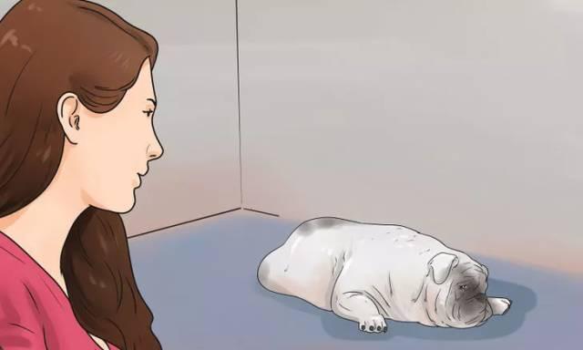 宠物为什么贵？（探究宠物价格背后的原因及价值）(图2)