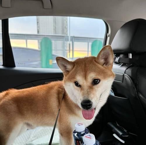 宠物为什么贵？（探究宠物价格背后的原因及价值）(图3)