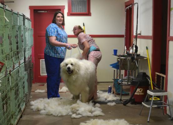 宠物为什么贵？（探究宠物价格背后的原因及价值） - 悠悠酷狗网