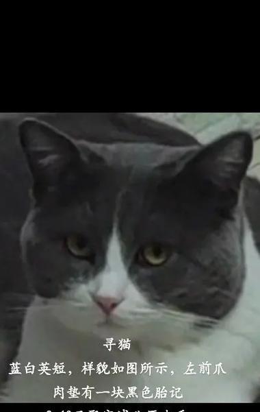 霸气十足！公猫起什么名字最好？（为你的公猫选择一个与众不同的名字，展现它的霸气个性！）(图2)