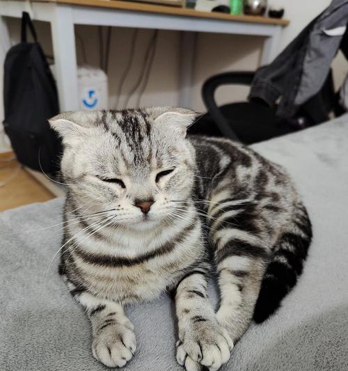 霸气十足！公猫起什么名字最好？（为你的公猫选择一个与众不同的名字，展现它的霸气个 - 悠悠酷狗网