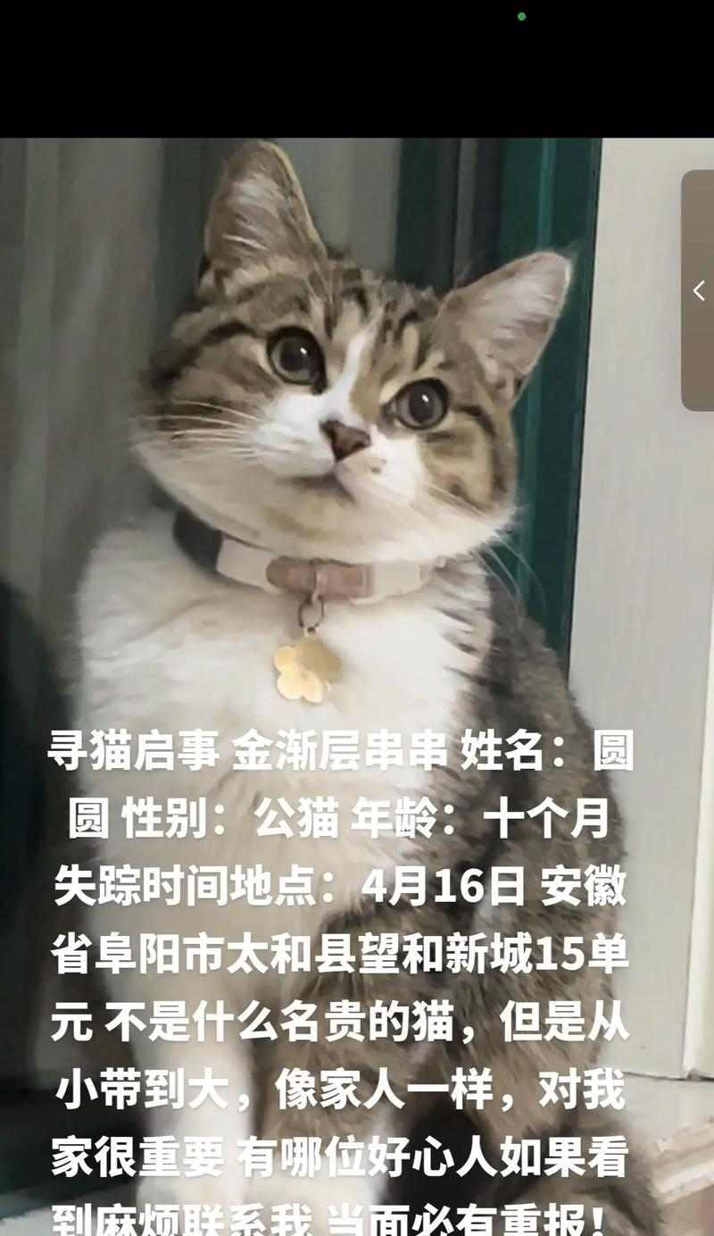 霸气十足！公猫起什么名字最好？（为你的公猫选择一个与众不同的名字，展现它的霸气个性！）(图3)