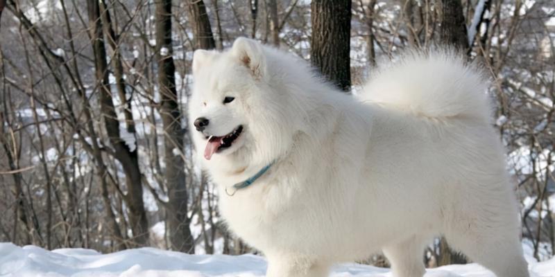 了解萨摩耶犬种标准的重要性（探索以萨摩耶犬种标准为基础的犬舍培育之道）(图3)