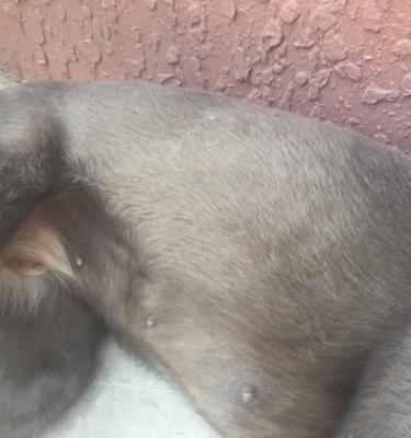 小狗为何持续吐出透明液体？（探索小狗持续呕吐的原因与应对方法）(图3)