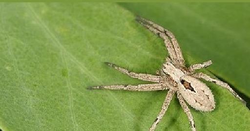 狼蛛宠物的饮食需求（了解狼蛛食物选择与喂养方法，打造健康宠物生活） - 悠悠酷狗网