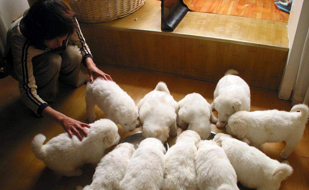 小狗为何持续吐出透明液体？（探索小狗持续呕吐的原因与应对方法）(图2)