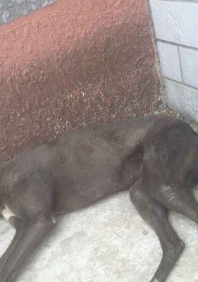 小狗为何持续吐出透明液体？（探索小狗持续呕吐的原因与应对方法） - 悠悠酷狗网