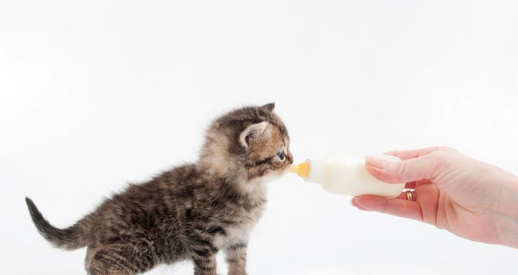 幼猫断奶的时间和注意事项(幼猫断奶的合适时机与正确方法)(图2) 幼猫断奶的时间和注意事项(幼猫断奶的合适时机与正确方法)(图2)