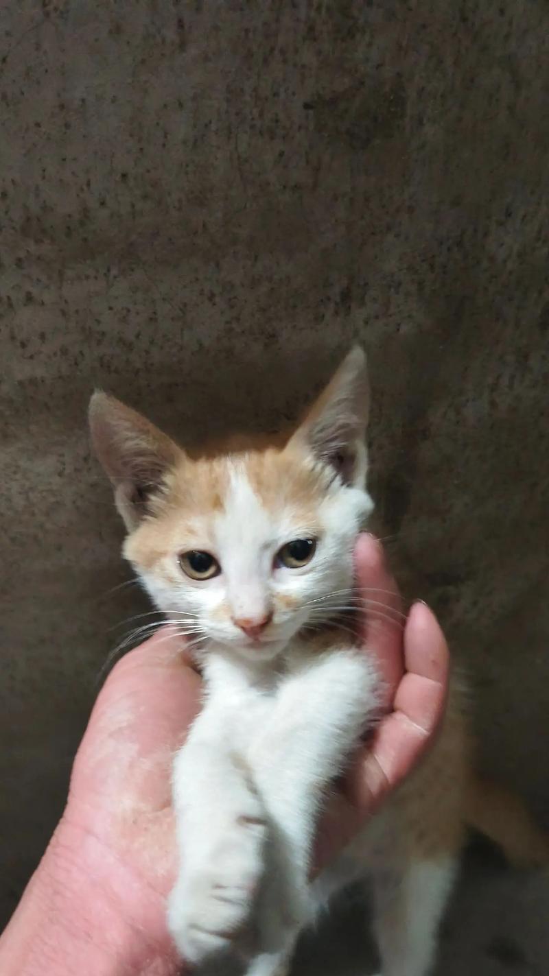 母猫产后饮食指南（为母猫提供合适的饮食以保持健康） - 悠悠酷狗网