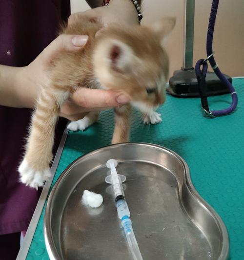 宠物医院——宠物健康的守护者（治疗与保健服务一应俱全） - 悠悠酷狗网