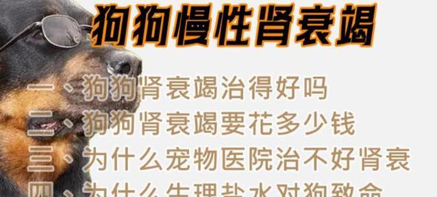 狗狗肾衰吃什么好？（了解狗狗肾衰，找到合适的饮食方式，健康陪伴我们的爱宠）(图2)