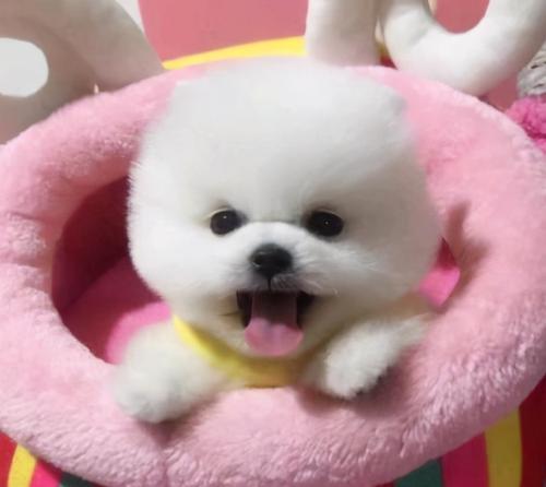 探索博美犬价格的趋势与选择(挑选理想博美犬的关键因素与经济考量)(图2) 探索博美犬价格的趋势与选择(挑选理想博美犬的关键因素与经济考量)(图2)