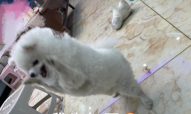 探索博美犬价格的趋势与选择(挑选理想博美犬的关键因素与经济考量)(图1) 探索博美犬价格的趋势与选择(挑选理想博美犬的关键因素与经济考量)(图1)