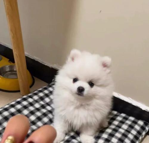 探索博美犬价格的趋势与选择(挑选理想博美犬的关键因素与经济考量)(图3) 探索博美犬价格的趋势与选择(挑选理想博美犬的关键因素与经济考量)(图3)