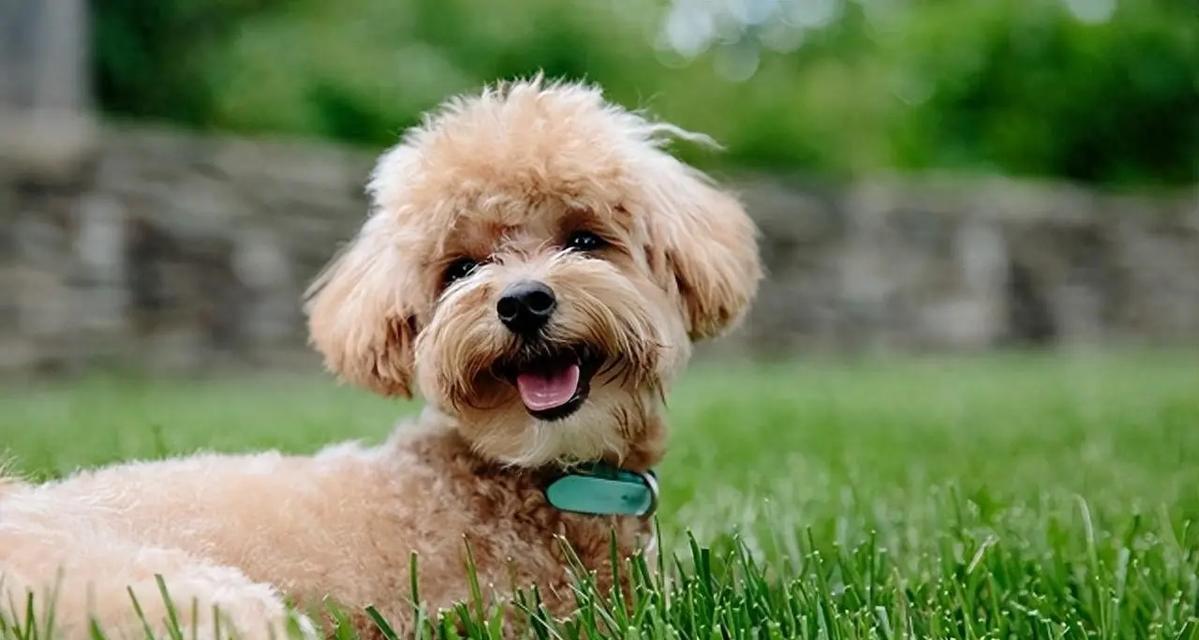 狗狗肾衰吃什么好？（了解狗狗肾衰，找到合适的饮食方式，健康陪伴我们的爱宠）(图1)