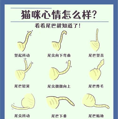 猫尾巴揭示心情的奥秘(从尾巴角度看猫咪内心世界的变幻莫测)(图2) 猫尾巴揭示心情的奥秘(从尾巴角度看猫咪内心世界的变幻莫测)(图2)