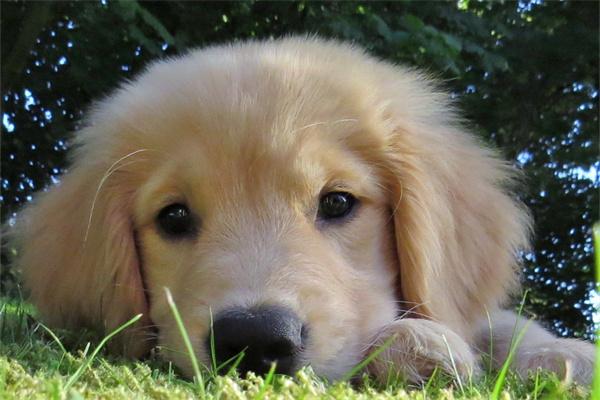 如何训练金毛犬叼东西？ - 悠悠酷狗网