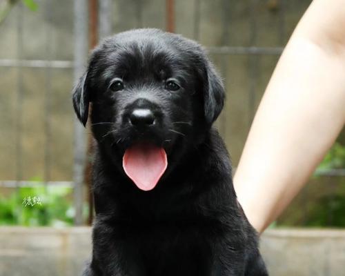 拉布拉多幼犬一个月的饮食指南，助力健康成长(图2)