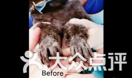 正确断甲技巧与时机指南，保障狗狗健康生活 - 悠悠酷狗网