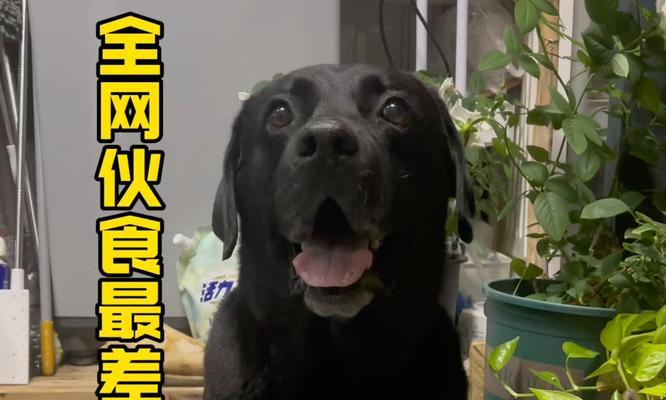 拉布拉多幼犬一个月的饮食指南，助力健康成长(图1)