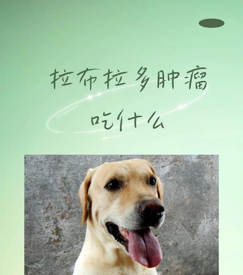 拉布拉多幼犬一个月的饮食指南，助力健康成长(图3)