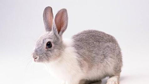 兔子色彩的含义与特点，探索自然界的多彩魅力(图3)