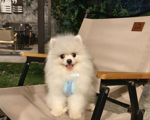 博美犬最适发型推荐，让你的宠物时尚又可爱(图3)