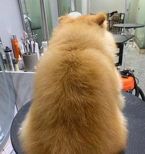 博美犬最适发型推荐，让你的宠物时尚又可爱(图1)