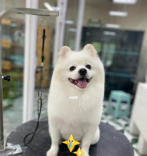 博美犬最适发型推荐，让你的宠物时尚又可爱(图2)