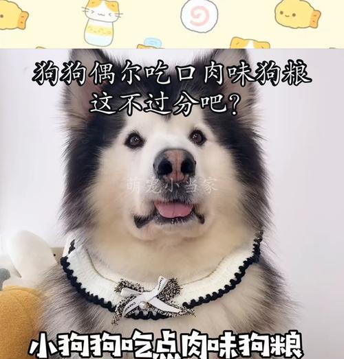 选择高品质天然狗粮，有效减少宠物口臭问题(图1)