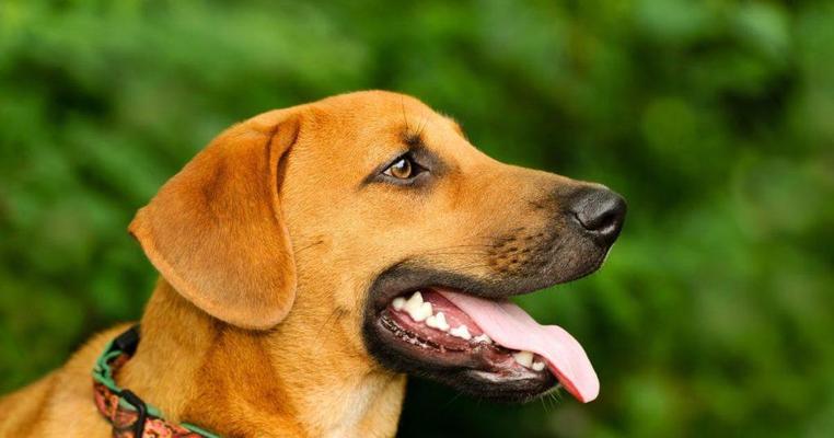 充满个性的斑点狗：自然之美与传承的奇迹(图2)