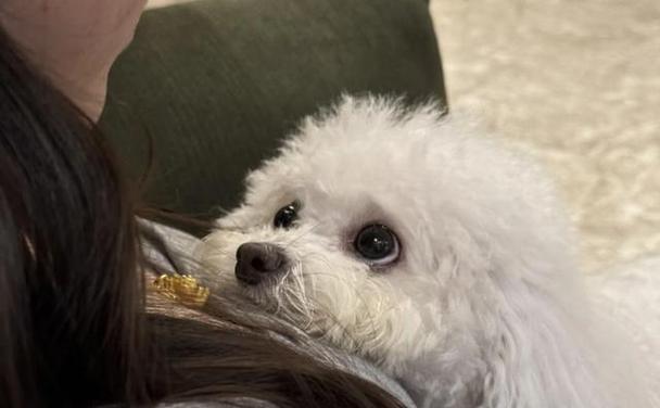 充满个性的斑点狗：自然之美与传承的奇迹 - 悠悠酷狗网