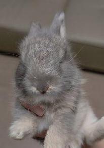 兔子色彩的含义与特点，探索自然界的多彩魅力 - 悠悠酷狗网