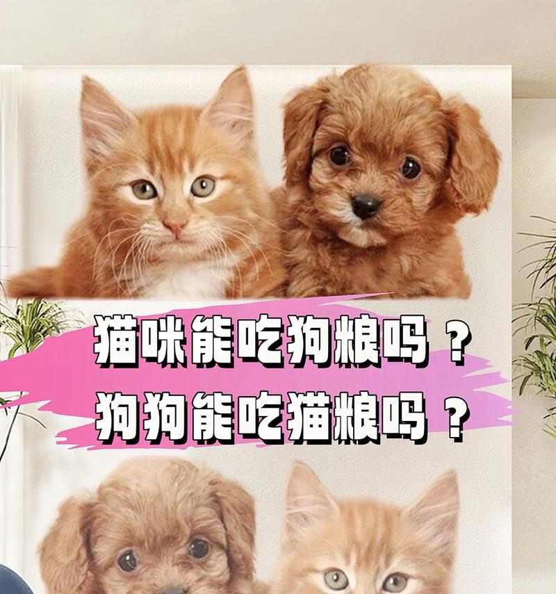 选择高品质天然狗粮，有效减少宠物口臭问题(图3)