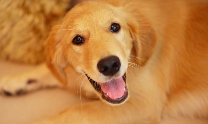 充满个性的斑点狗：自然之美与传承的奇迹(图3)