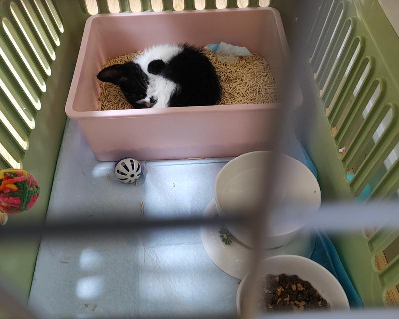 小猫脚部疾病全攻略及预防护理方法(图2)