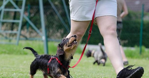 狗狗训练最佳时间全攻略，提升效果轻松养成好习惯(图1)