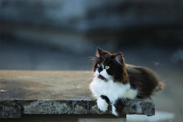 犬猫风湿病 犬猫风湿病(图2)