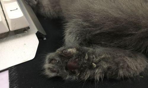 小猫脚部疾病全攻略及预防护理方法(图3)
