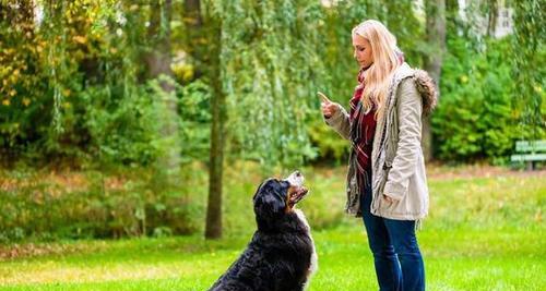 狗狗训练最佳时间全攻略，提升效果轻松养成好习惯(图2)