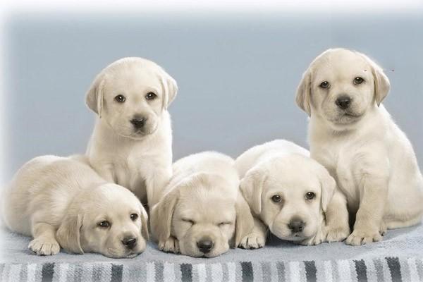 犬猫腐败性感染 - 悠悠酷狗网