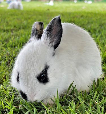 兔子色彩的含义与特点，探索自然界的多彩魅力(图2)