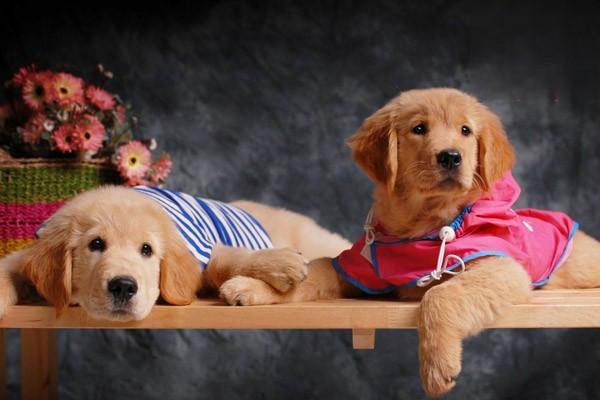 犬猫特发性多发性肌炎 - 悠悠酷狗网