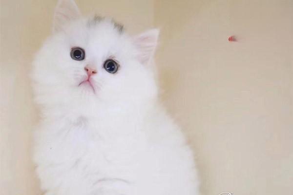 犬猫骨髓炎(图2)