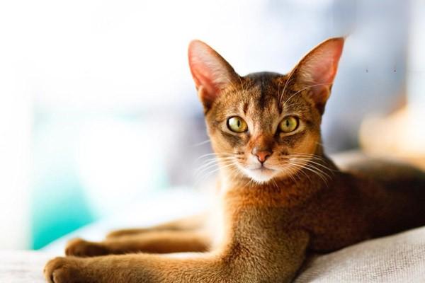 犬猫骨髓炎(图3)