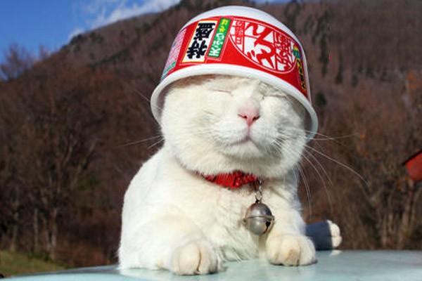 犬猫败血症(图2)