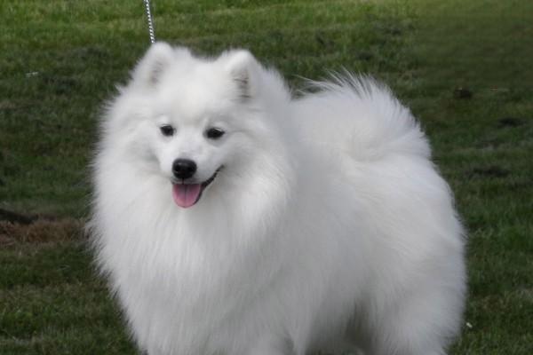 犬猫厌氧性感染 - 悠悠酷狗网