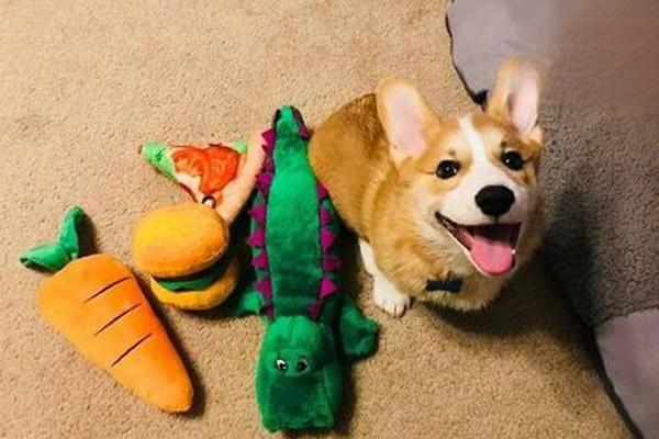 犬猫蜂窝织炎 - 悠悠酷狗网