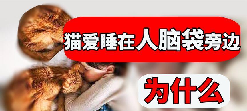 为什么养猫要养10年？（探索长期养猫的好处及责任）(图2)