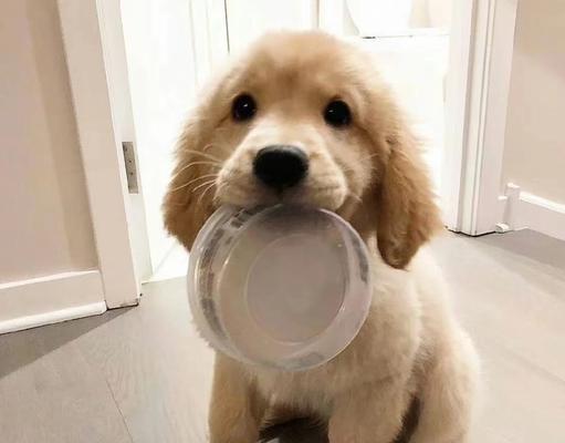 狗狗吃什么容易上火？（预防狗狗上火，从饮食做起！） - 悠悠酷狗网